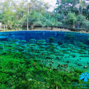 Nascente Azul – Flutuação e Trilhas