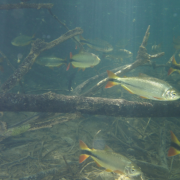 Parque Ecológico Rio Formoso – Trilha do Formoso