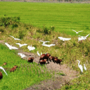 Fazenda San Francisco – Pantanal Safari