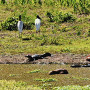 Fazenda San Francisco – Pantanal Safari